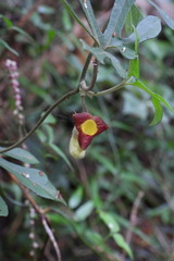 Aristolochia cucurbitifolia
