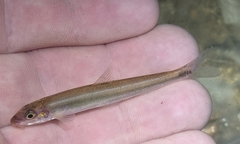Phenacobius uranops