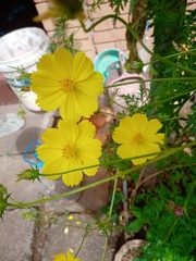 Cosmos sulphureus