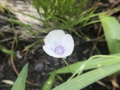 Calochortus minimus