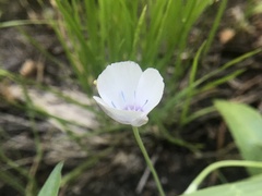 Calochortus minimus