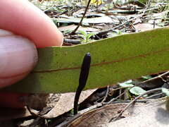 Geoglossum muelleri