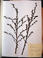 Betula fruticosa