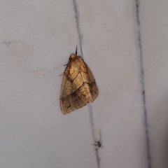 Xanthia rectilineata