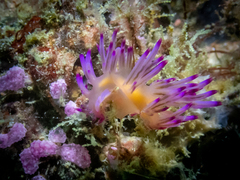 Coryphellina aurora