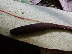 Geoglossum muelleri