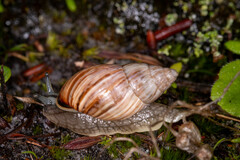 Bothriembryon kingii