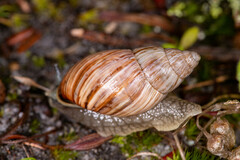 Bothriembryon kingii