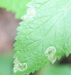 Calycomyza verbenae