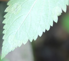 Calycomyza verbenae