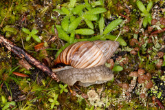 Bothriembryon kingii