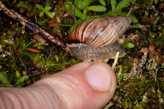 Bothriembryon kingii