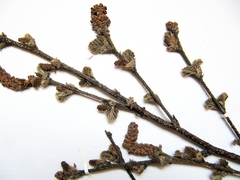 Betula fruticosa