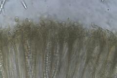 Geoglossum muelleri