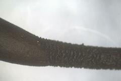 Geoglossum muelleri