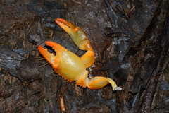 Engaeus tuberculatus