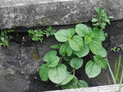 Pilea nummulariifolia