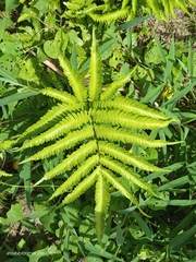 Pteris minor