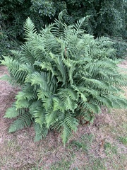Dryopteris affinis cambrensis