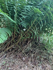 Dryopteris affinis cambrensis