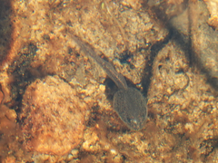 Pseudophryne australis