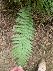 Dryopteris affinis cambrensis