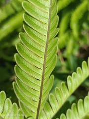 Pteris minor