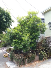 Tristaniopsis laurina