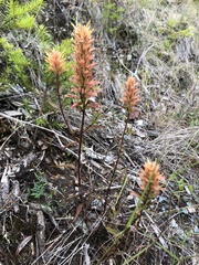 Castilleja elata