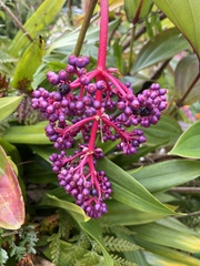 Medinilla speciosa