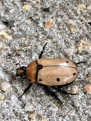 Pelidnota punctata