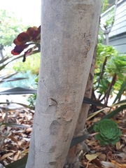 Tristaniopsis laurina