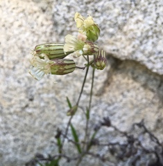 Silene douglasii