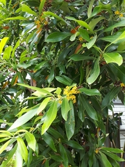 Tristaniopsis laurina