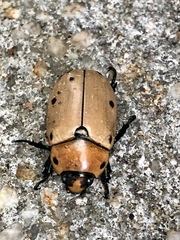 Pelidnota punctata