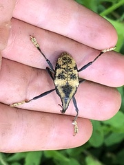 Rhinastus latisternus