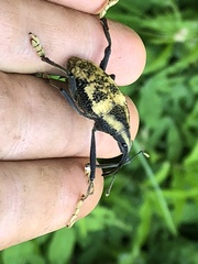 Rhinastus latisternus