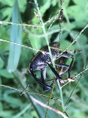Rhinastus latisternus