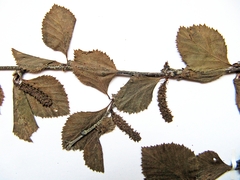 Betula fruticosa
