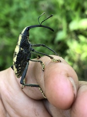 Rhinastus latisternus