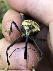 Rhinastus latisternus