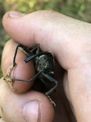 Rhinastus latisternus