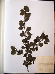 Betula fruticosa