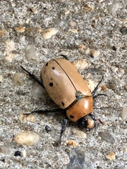 Pelidnota punctata
