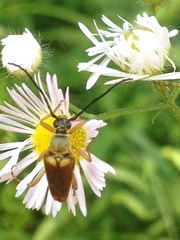 Typocerus
