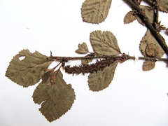 Betula fruticosa