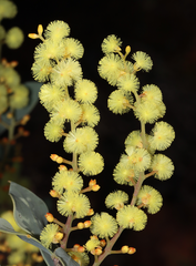 Acacia celastrifolia