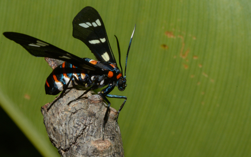 Black-banded Wasp Moth