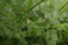 Podosphaera ferruginea
