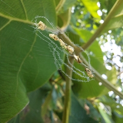 Araneae